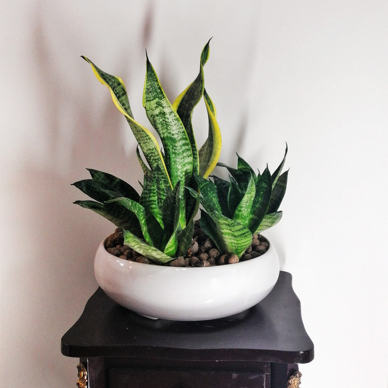 گیاه طبیعی سانسوریا کرواتی مدل بنسای