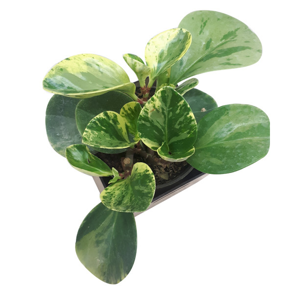 گیاه طبیعی پیرومیا ناردونه کد AB - S02