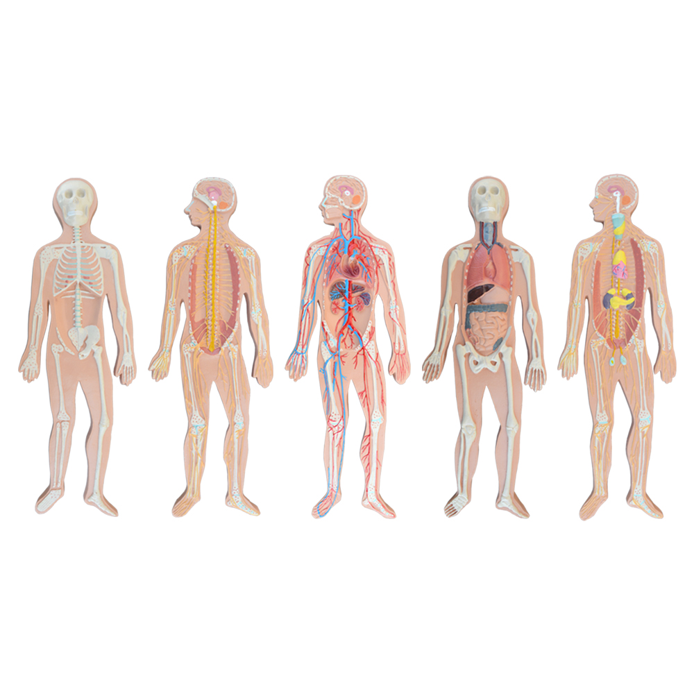 بازی آموزشی مدل مولاژ مینی آناتومی بدن انسان مجموعه 5 عددی
