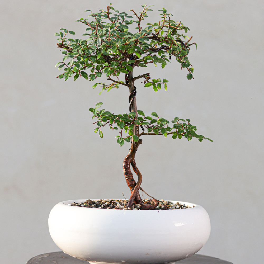 گیاه طبیعی بونسای نارون مدل سیجو