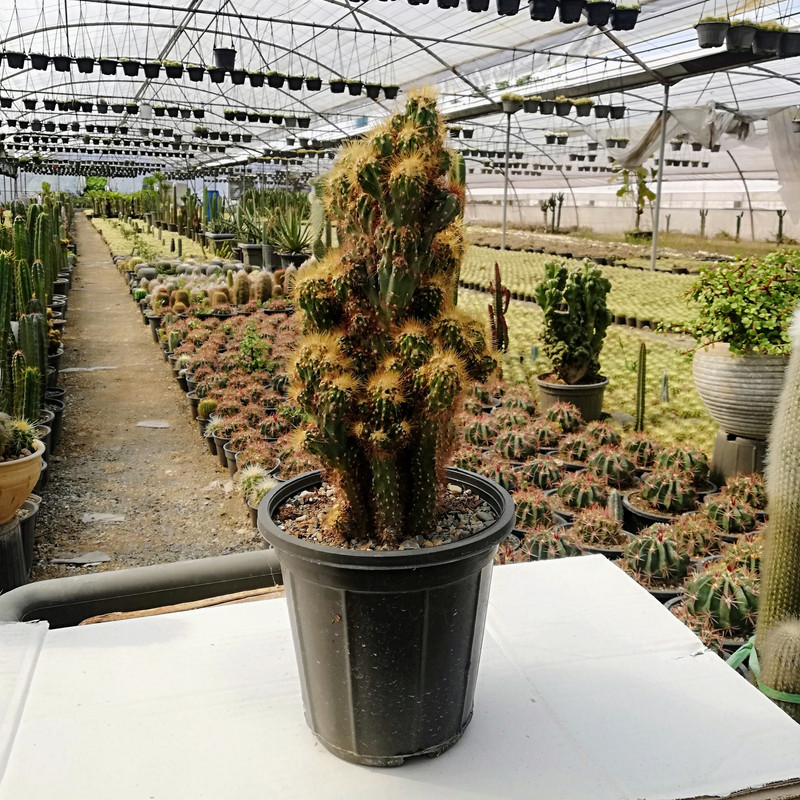 گیاه طبیعی کاکتوس سرئوس مدل صخره ای دفرمه کد C17 گیاه طبیعی کاکتوس سرئوس مدل صخره ای دفرمه کد C17