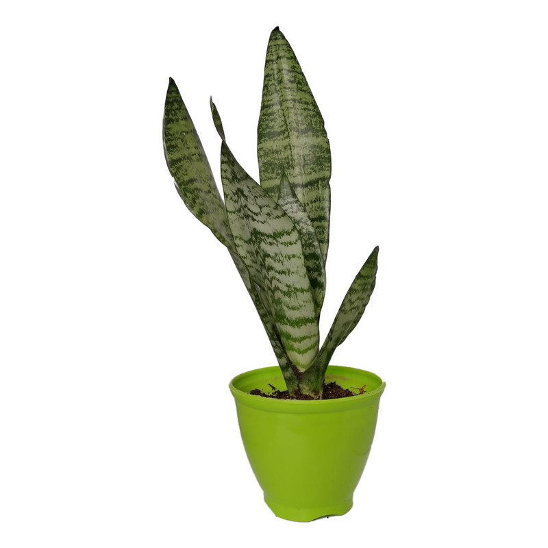 گیاه طبیعی سانسوریا کرواتی کد sp02