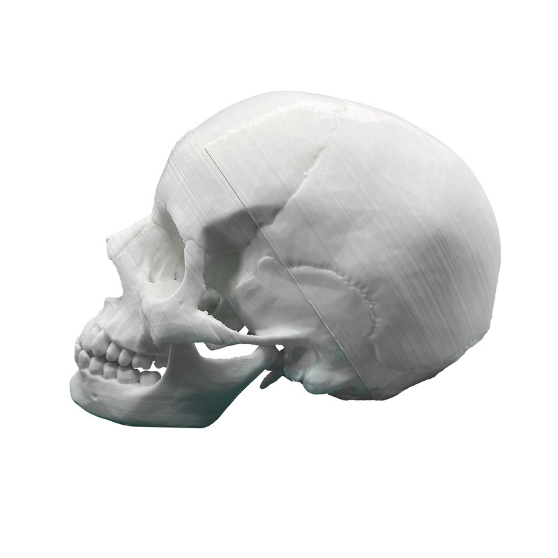 بازی آموزشی مدل جمجمه 3 تکه