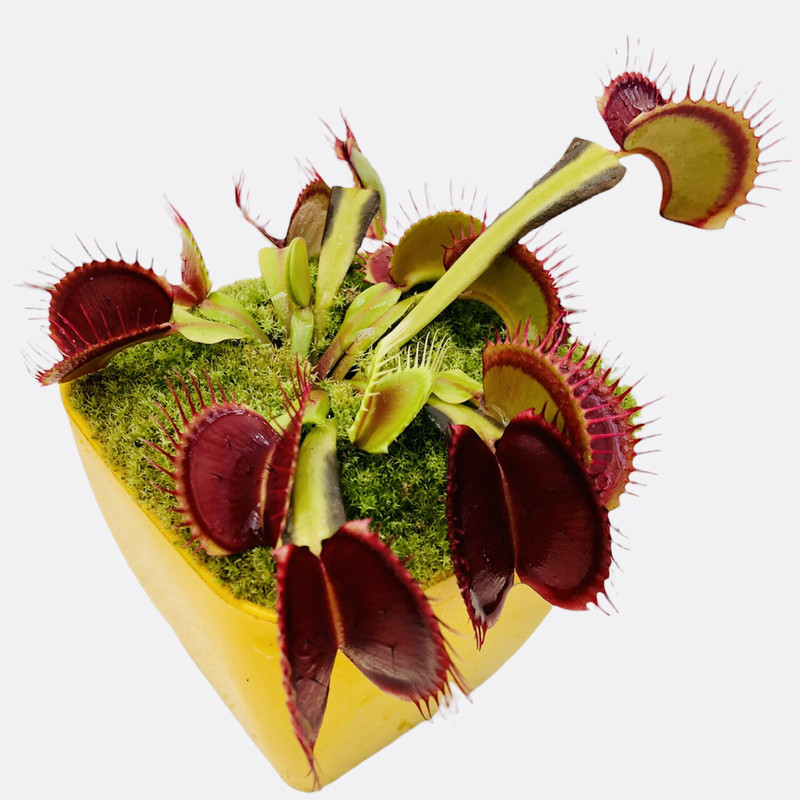 گیاه طبیعی گوشتخوار ونوس مدل B52