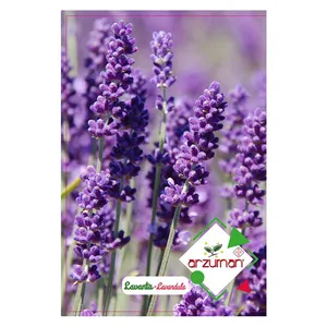 بذر اسطوخودوس آرزومان کد 112584