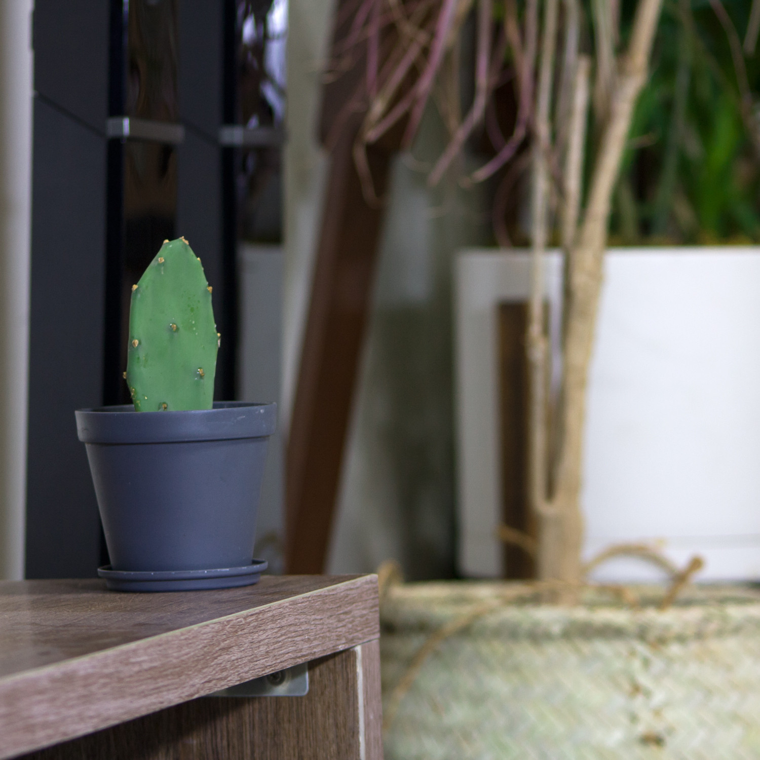 گیاه طبیعی کاکتوس مدل آپونتیا کد L-C-03