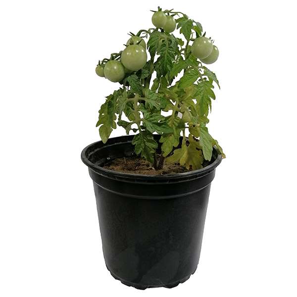 گیاه طبیعی گوجه مدل 5161551 گیاه طبیعی گوجه مدل 5161551