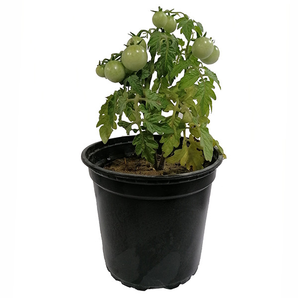 گیاه طبیعی گوجه مدل 5161551 گیاه طبیعی گوجه مدل 5161551