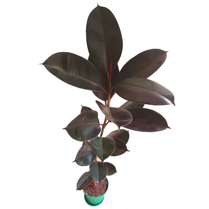 گیاه طبیعی فیکوس بلک مدل F-21