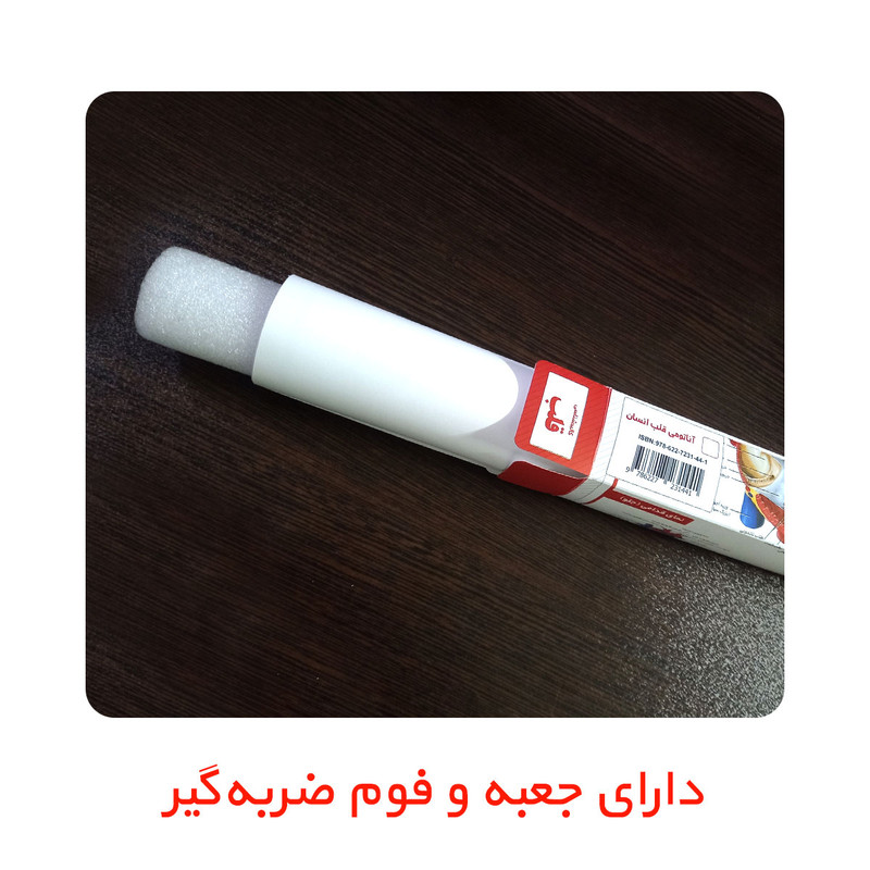 پوستر آموزشی انتشارات اندیشه کهن مدل کالبدشناسی قلب و مغز مجموعه 2 عددی