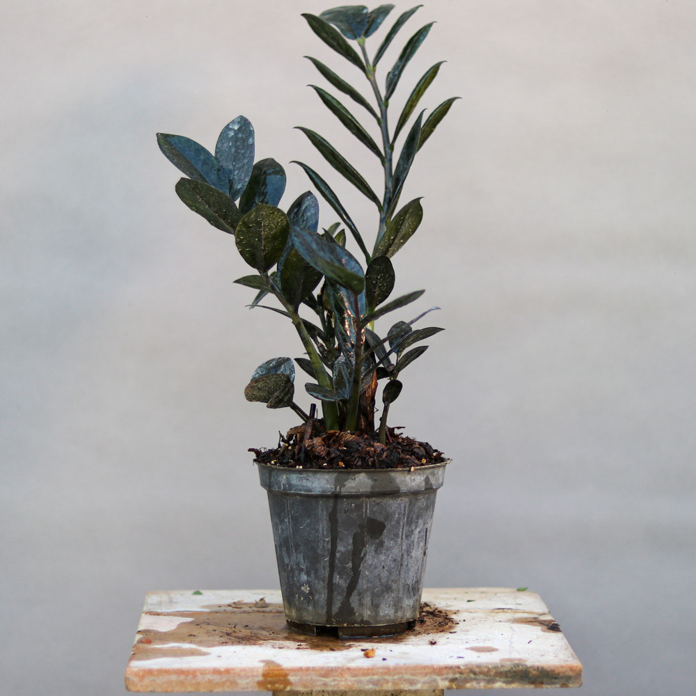 گیاه طبیعی زامیفولیا بلک مدل 01