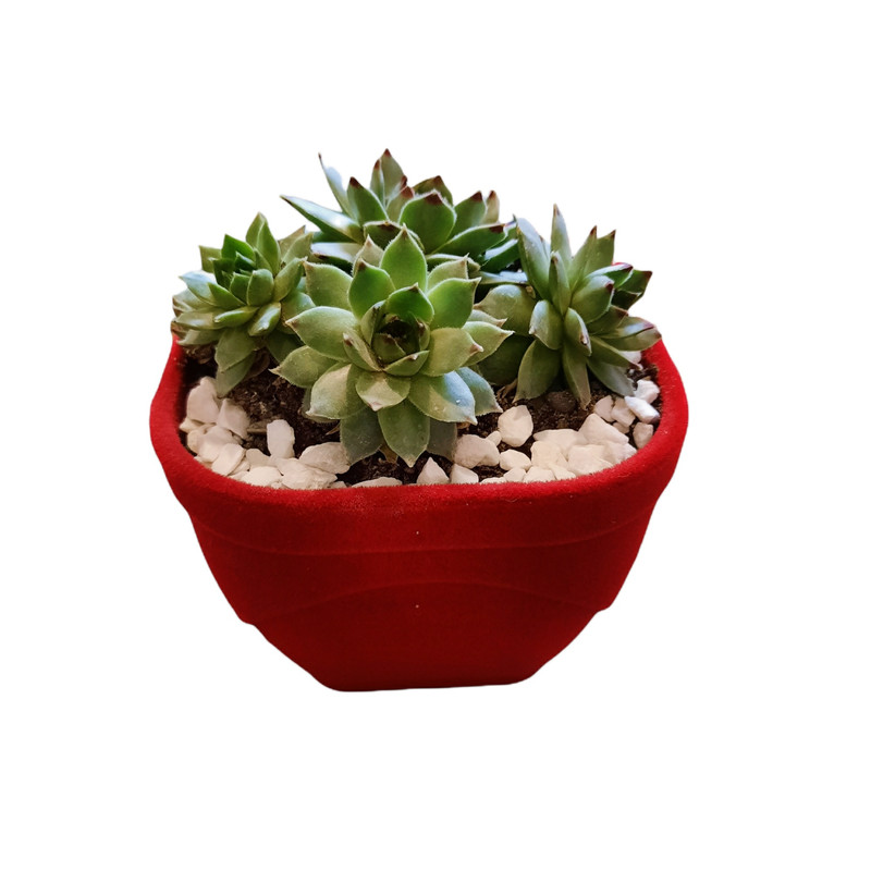 گیاه طبیعی سمپریوم لب ماتیکی مدل مخمل