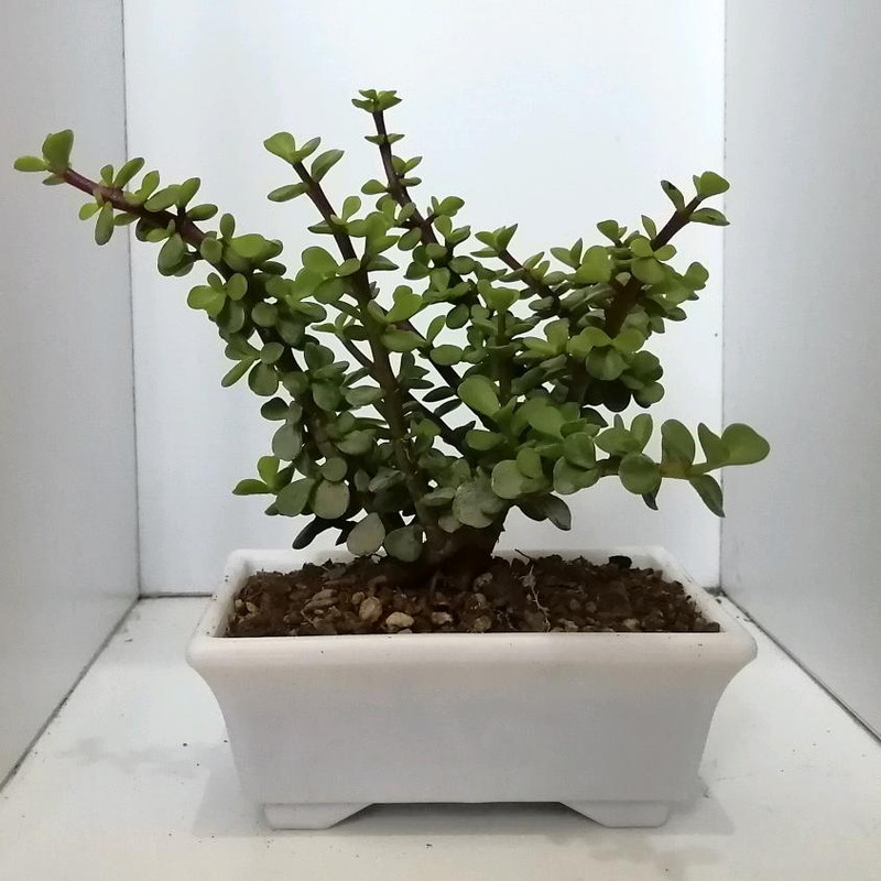 گیاه طبیعی خرفه ای کد qq14