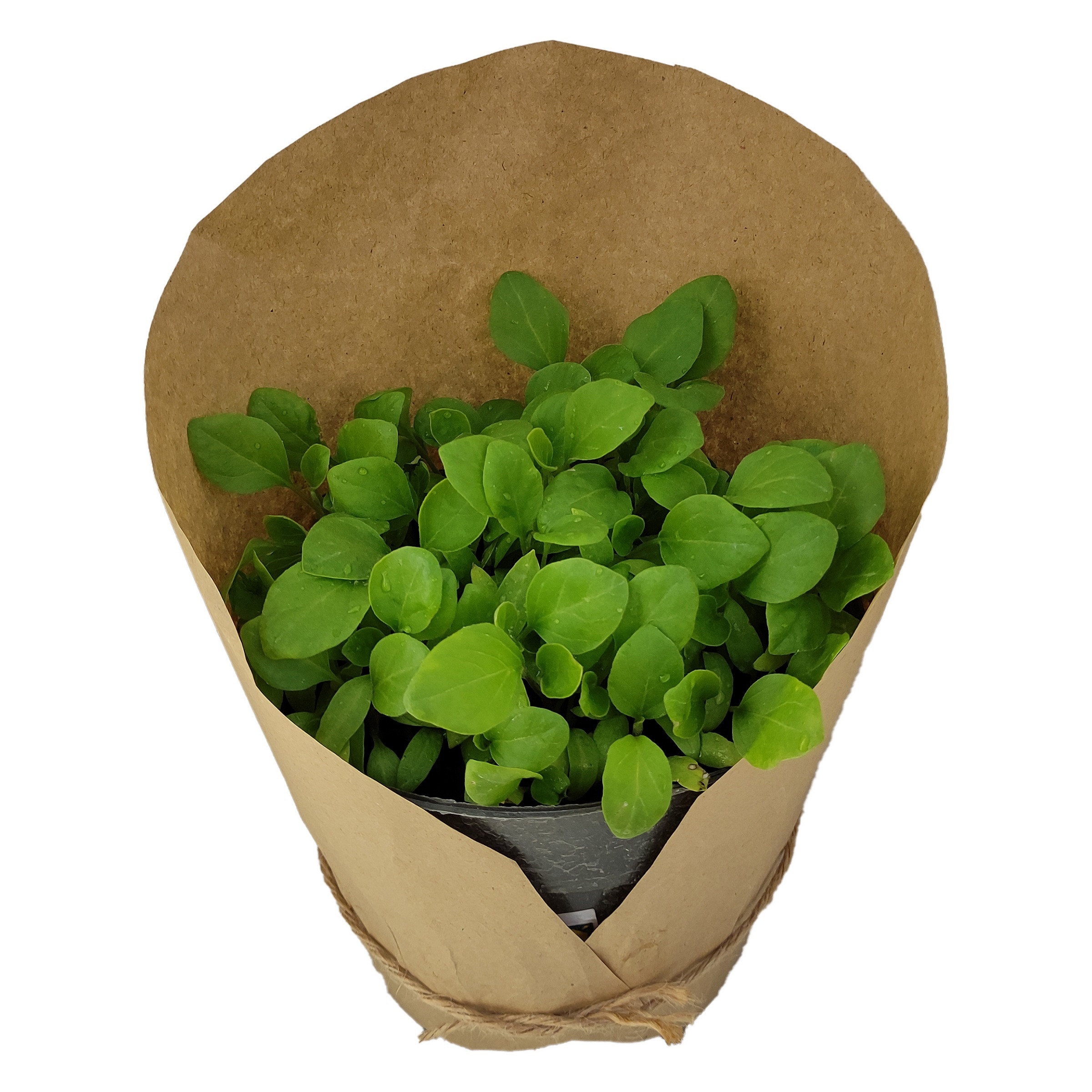 گیاه طبیعی نشا بادمجان کد yt46