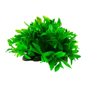 گیاه تزیینی آکواریوم کد B10