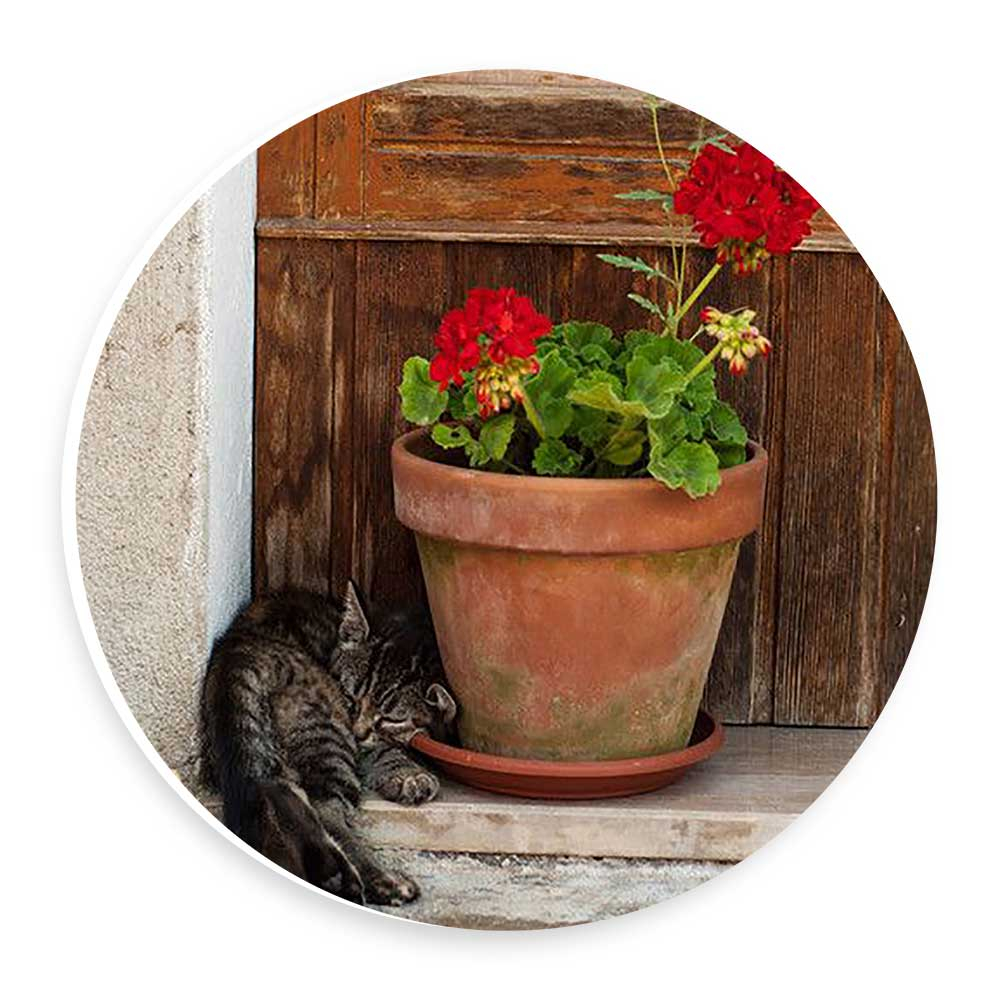 دیوارکوب طرح گلدان شمعدانی و گربه مدل wtb461