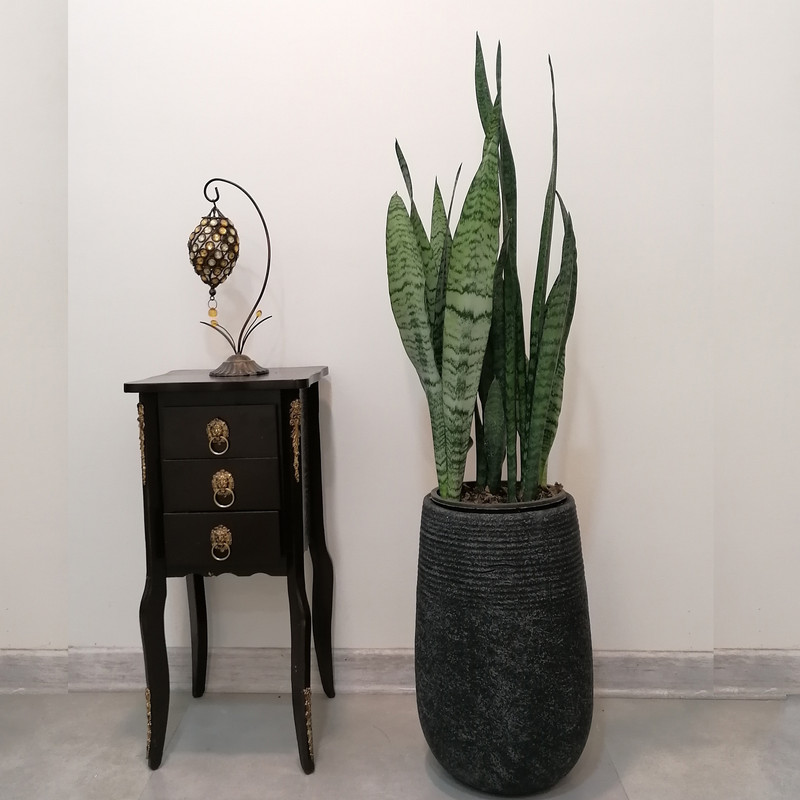 گیاه طبیعی سانسوریا شمشیری سبز مدل sab12 گیاه طبیعی سانسوریا شمشیری سبز مدل sab12