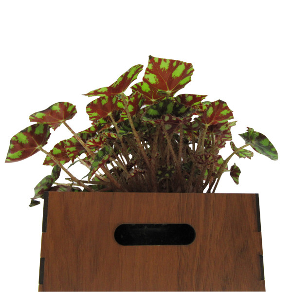 گیاه طبیعی بگونیا پلنگی ناردونه کد M02