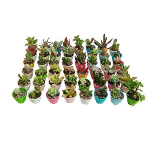 گیاه طبیعی کاکتوس و ساکولنت کد 016 بسته 48 عددی
