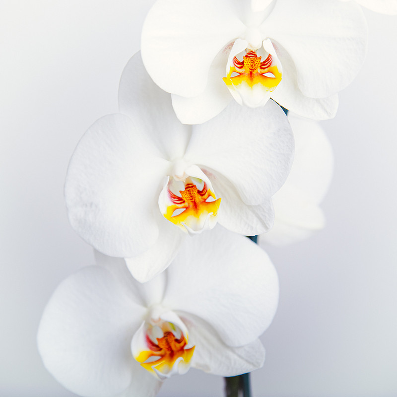 گیاه طبیعی ارکیده بنیس فلاور مدل P-31 گیاه طبیعی ارکیده بنیس فلاور مدل P-31