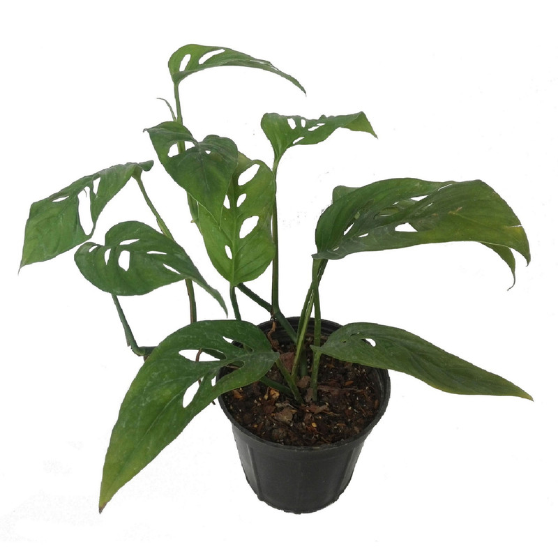 گل طبیعی پیتوس حصیری سبز کد 102