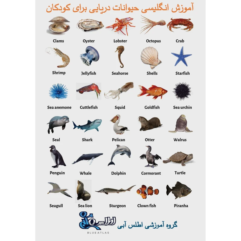 بازی آموزشی انگلیسی اطلس آبی طرح حیوانات دریایی مدل TE1012