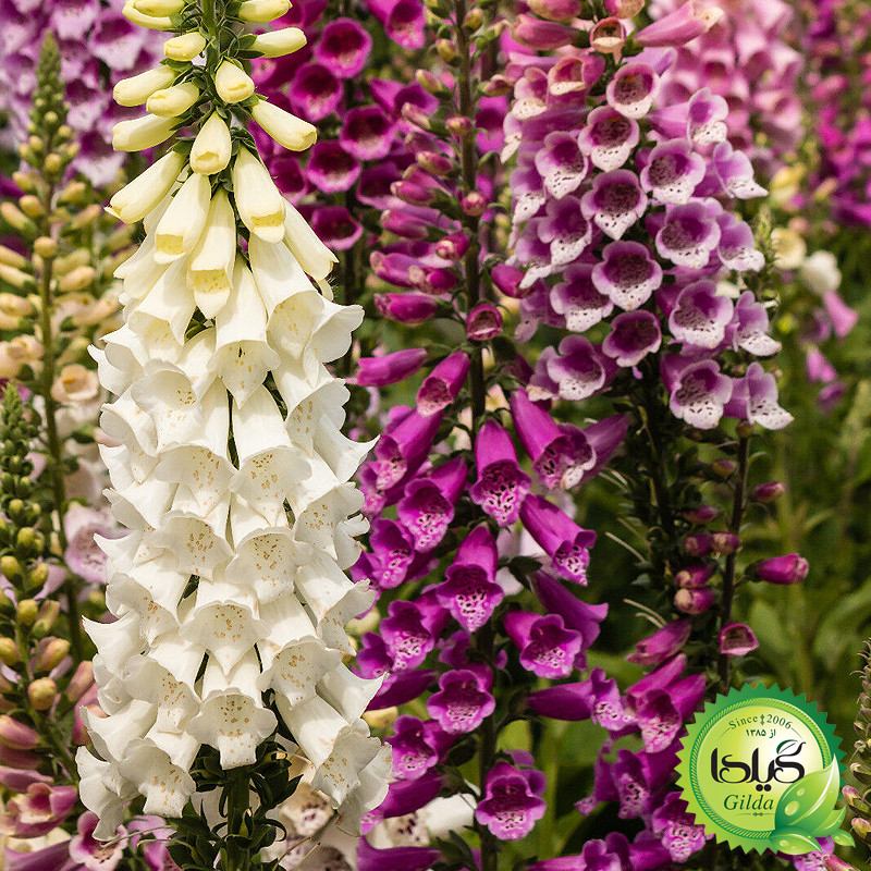 بذر انگشتانه گیلدا کد 940