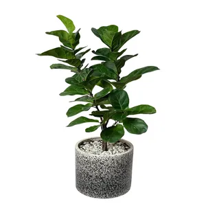 فیکوس لیراتا کد FL404-114