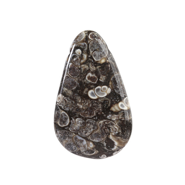 سنگ فسیل تورتیلا اقلیمه کد VB493