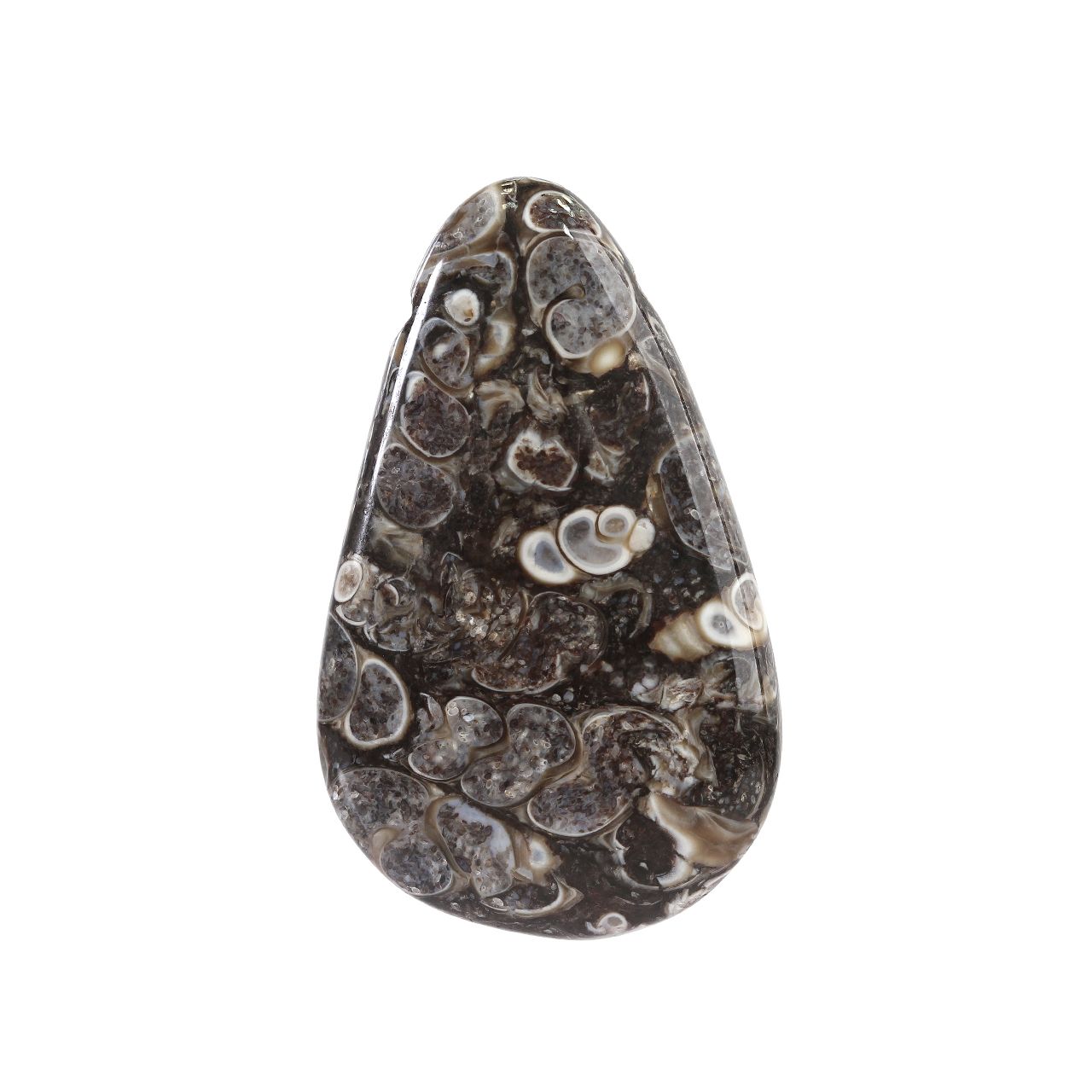 سنگ فسیل تورتیلا اقلیمه کد VB493 -  - 2