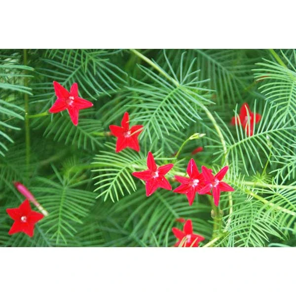 عکس شماره 3 : بذر گل نیلوفر رونده سرو تاک آرکا بذر ایرانیان کد 209-ark