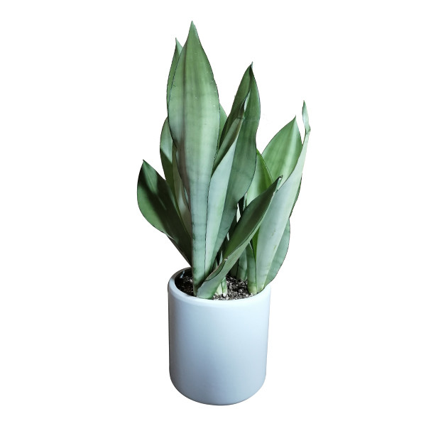 گیاه طبیعی سانسوریا مدل 01 گیاه طبیعی سانسوریا مدل 01