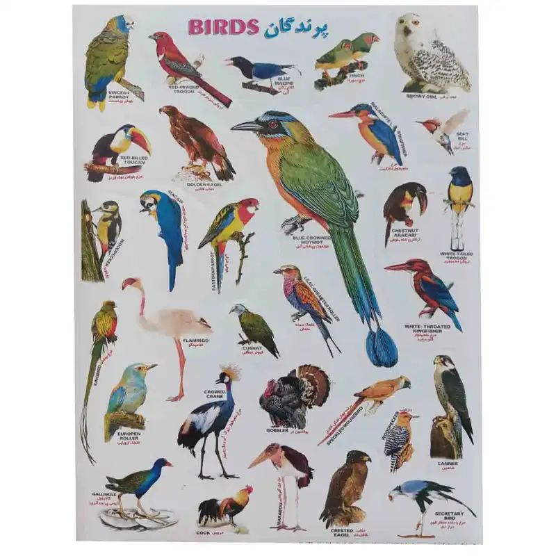 برچسب مدل آموزشی کودک طرح پرندگان و حیوانات کد 002 بسته 2 عددی