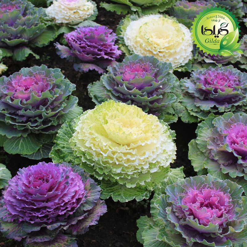 بذر کلم تزئینی الوان گیلدا کد 810