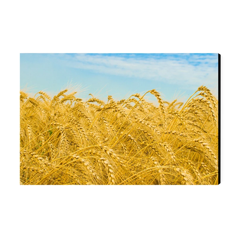 تابلو شاسی عرش مدل فانتزی گندم زار کد As3268