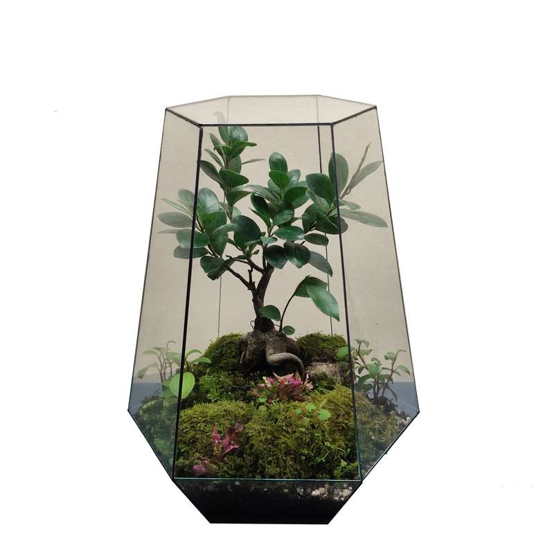 تراریوم طبیعی مایا تراریوم مدل 1126