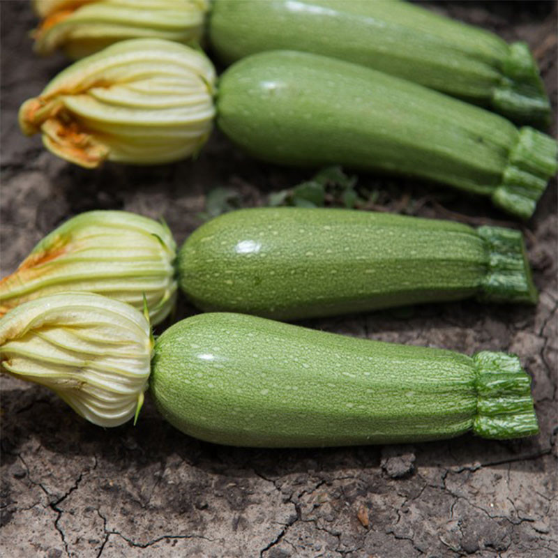 بذر کدو مسمایی آرزومان کد 52147