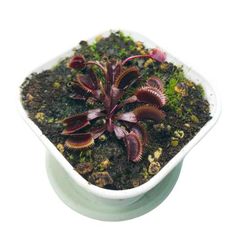 گیاه طبیعی ونوس مدل رد رویال حشره خوار