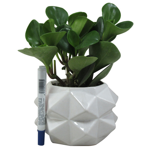 گیاه طبیعی پیرومیا کد SA - S02