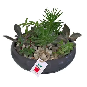 succulent plant golbaran s09