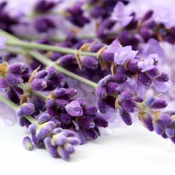 عکس شماره 2 : عرق اسطوخودوس ناتی نو-1 لیتر