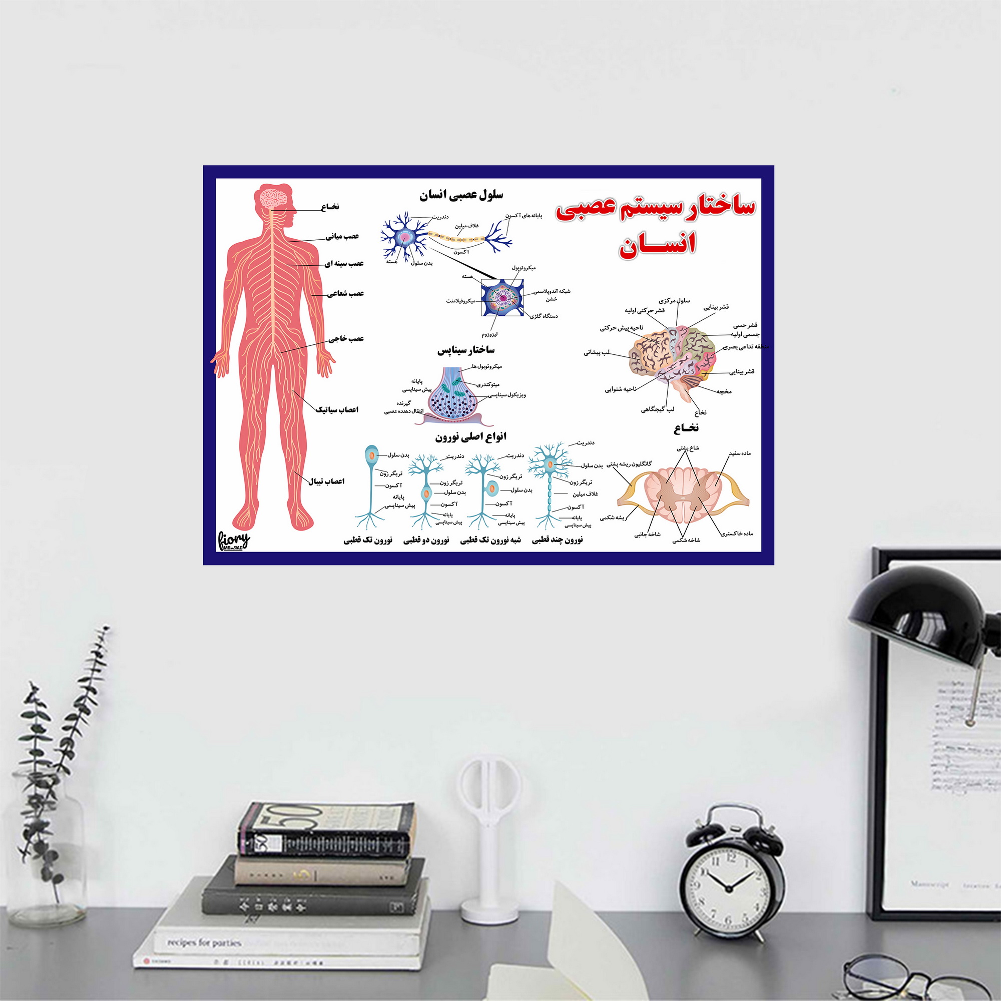 پوستر آموزشی مستر راد مدل ساختار سیستم عصبی انسان کد fiory 2310 عکس شماره 5