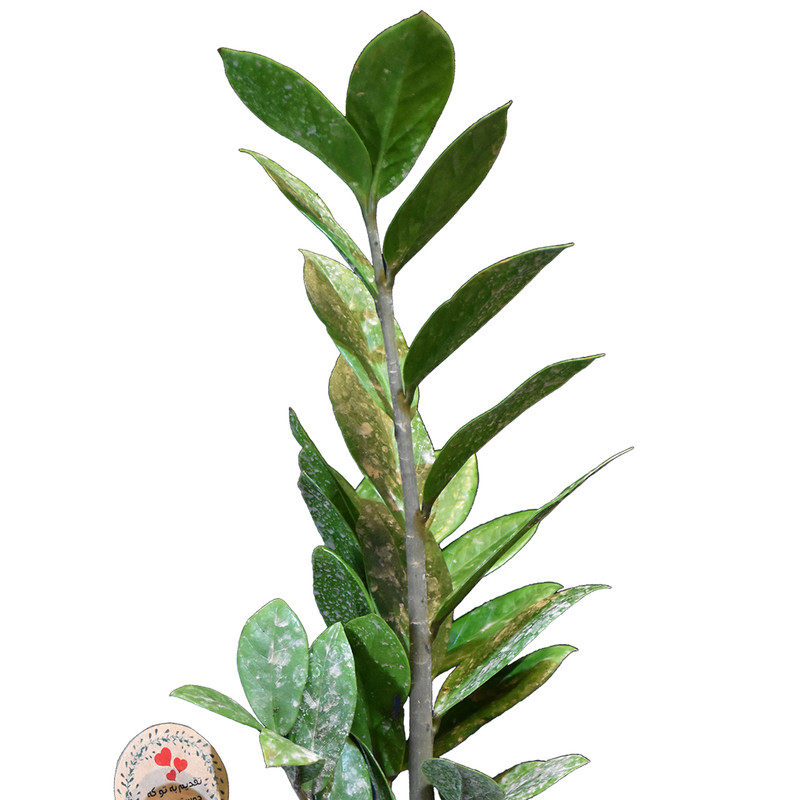 گیاه طبیعی زاموفیلیا کد P.A.029