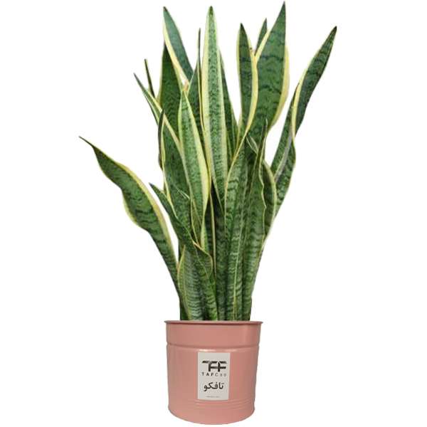 گیاه طبیعی سانسوريا ابلق تافکو کد 2028 گیاه طبیعی سانسوريا ابلق تافکو کد 2028