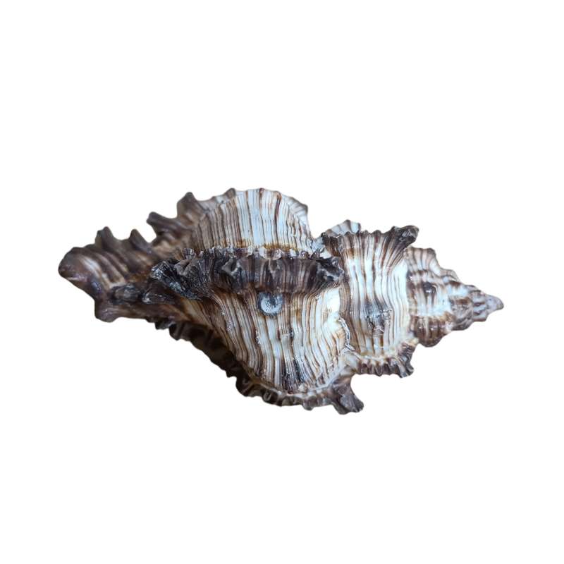 صدف تزیینی آکواریوم مدل fishikala کد 003