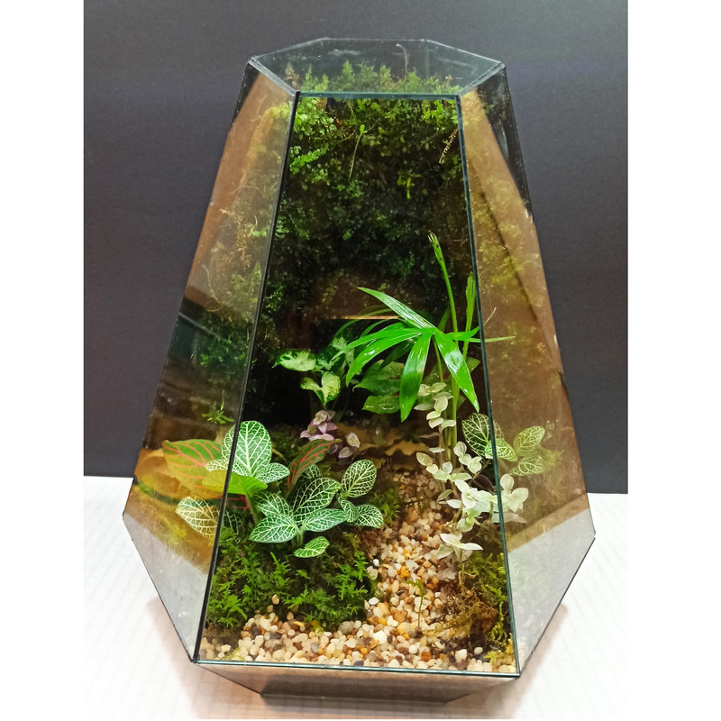 گیاه طبیعی تراریوم مدل چند وجهی