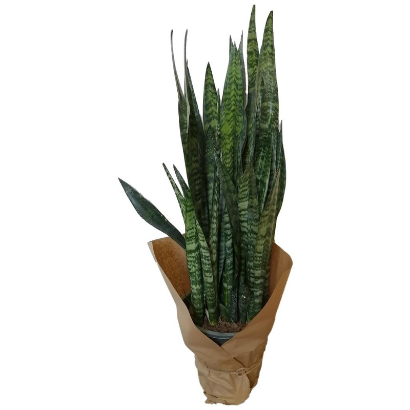 گیاه طبیعی سانسوریا کد ss01