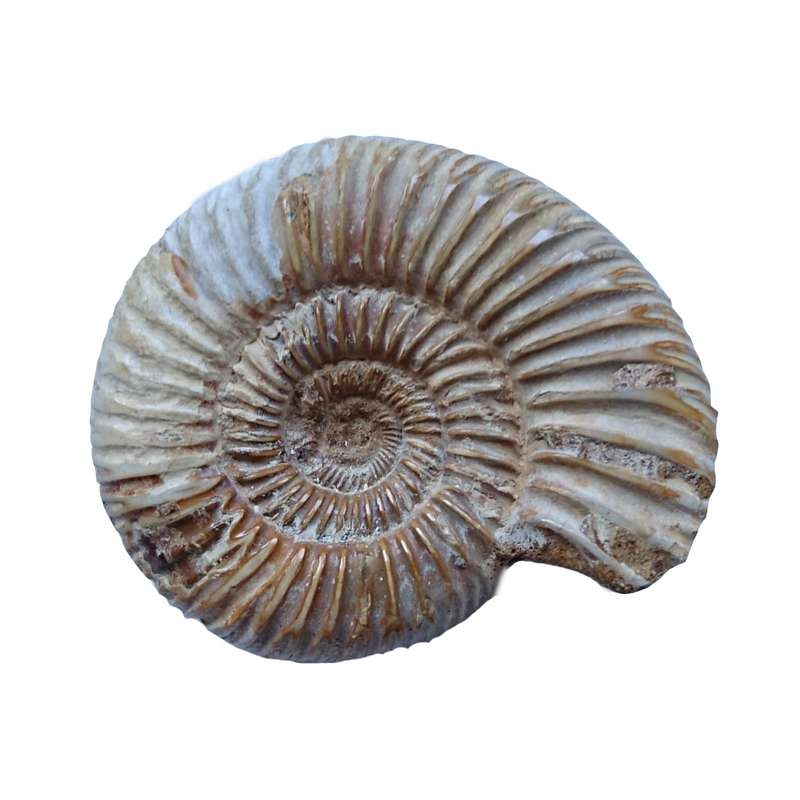 سنگ فسیل آمونیت مدل ماداگاسکار طبیعی کد 22