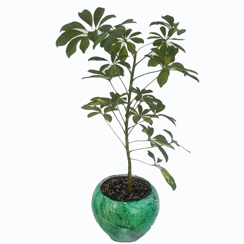 گیاه طبیعی شفلرا ابلق کد sh02 گیاه طبیعی شفلرا ابلق کد sh02