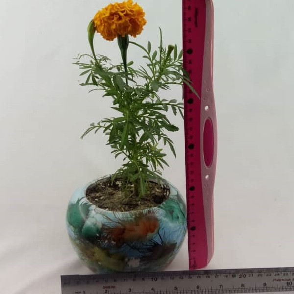 گیاه طبیعی گل جعفری مدل J001